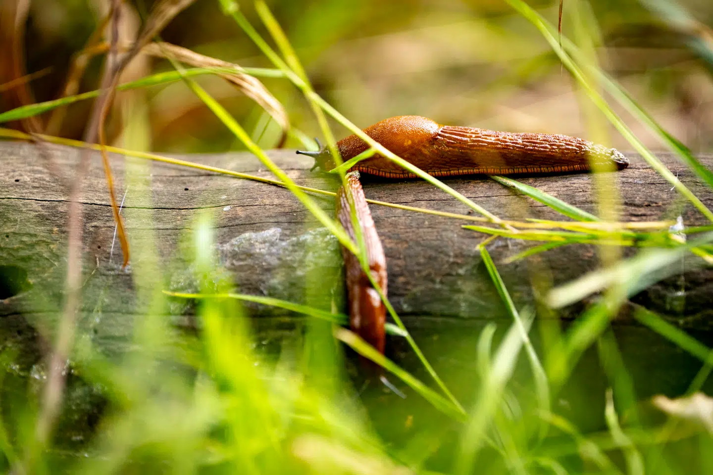 Når du deltager i dagens quiz, er du samtidig med i lodtrækningen om en præmie.
