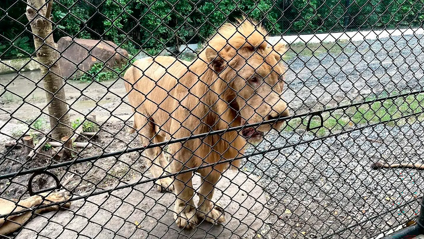 Flere løver gik til angreb på en dyrepasser i Thailand.