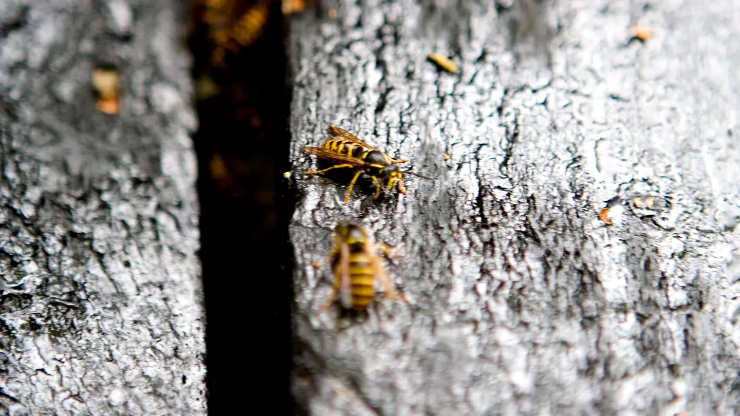 Marianne Voldstedlund blev fredag angrebet af en hvepseart, der formodes at være at arten stor gedehams.