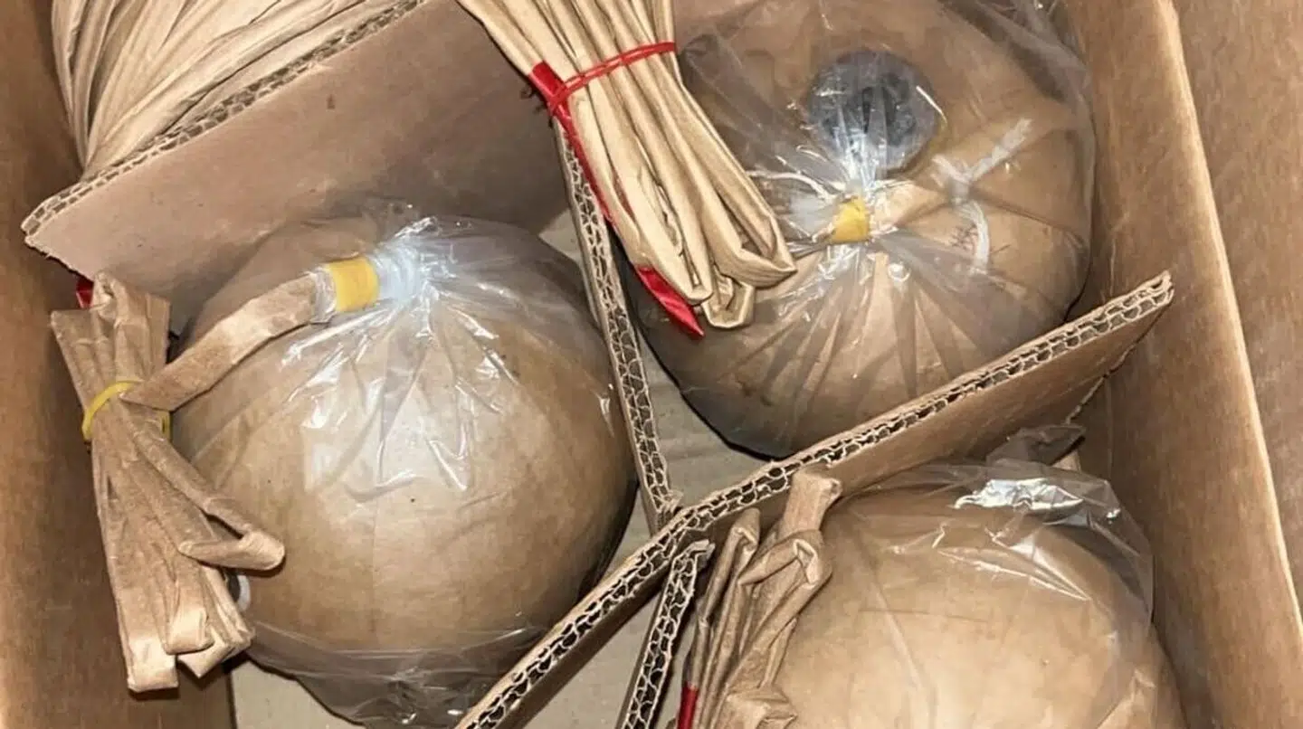 Arkivfoto. Her er ikke tale om de af Toldstyrelsen fundne Krysantemumbomber.