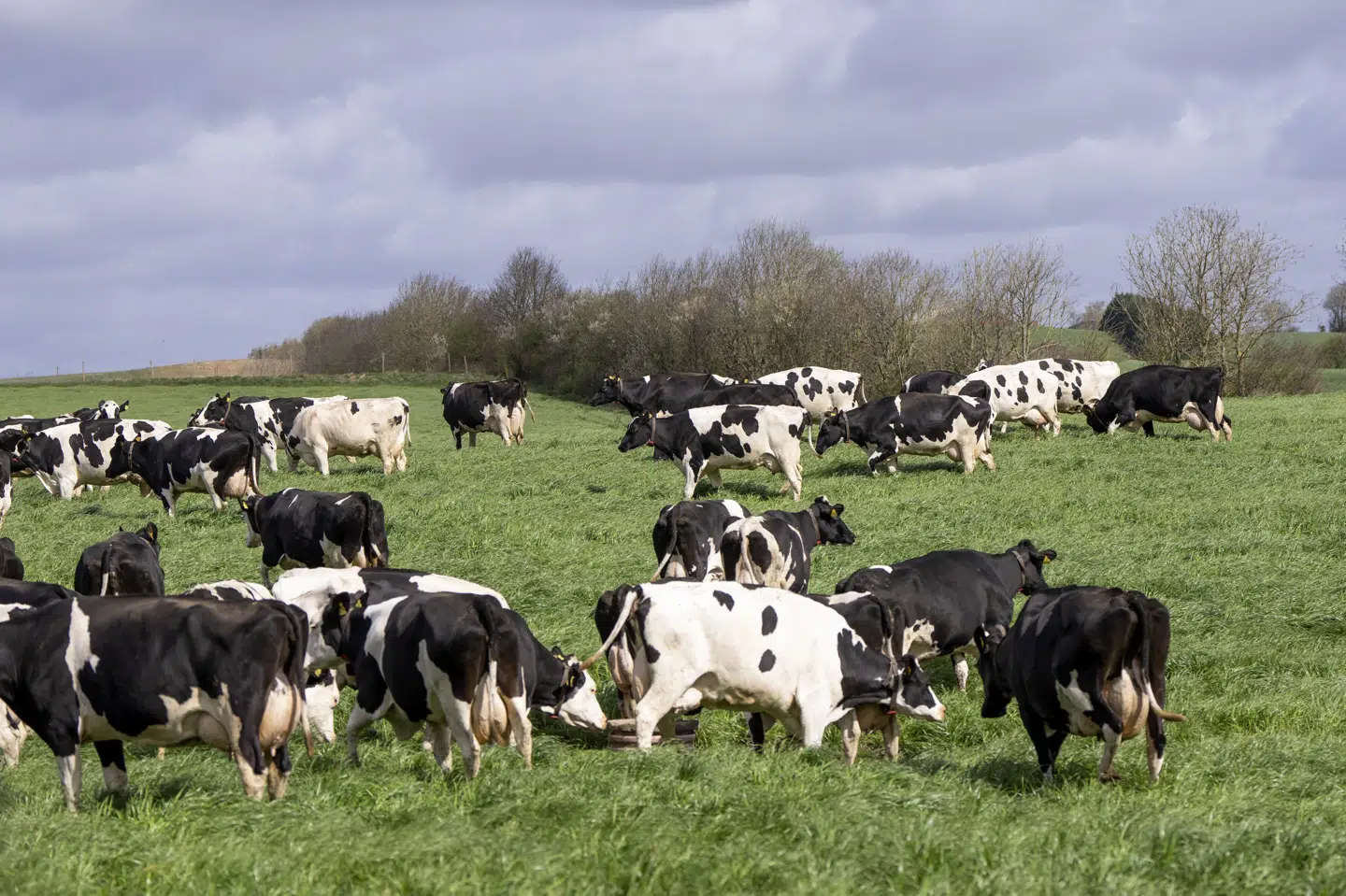 Muligheden for at søge dispensation kommer efter en fireårig forsøgsperiode på Fanø, hvor kvægejere fik dispensation til at bruge halsbåndene til dyrene. (Arkivfoto).