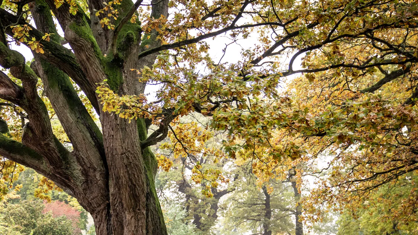 Det er slut med de varme efterårsdage for nu, fortæller DMI.
