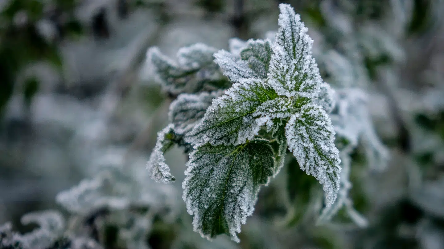 Dette kan blive synet tidligt onsdag morgen.