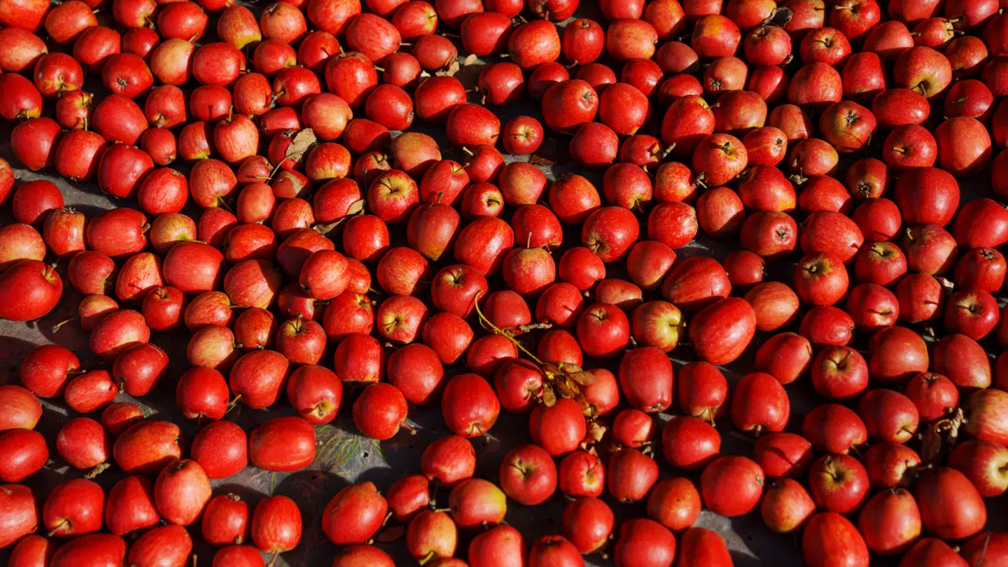 Her ses danske æbler fra Frydenlund Slots Frugtplantage i Vedbæk.