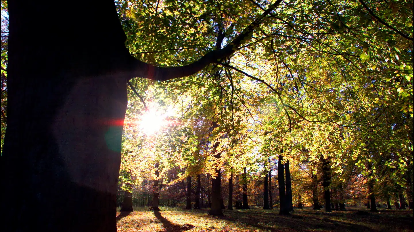 Det flotte og solrige efterårsvejr fortsætter de kommende dage. (Arkivfoto)