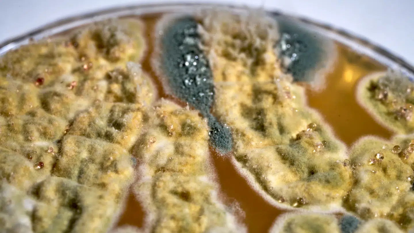 Her ses fugtens følgesvend, skimmel, som langsomt æder sig ind i danske hjem.