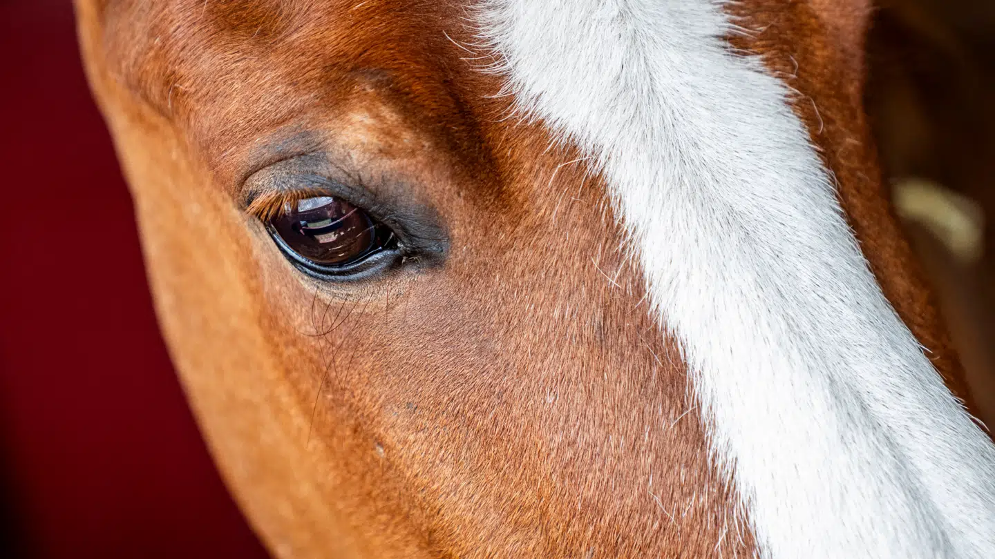 Flere og flere danskere ønsker at få hestekød på menuen. Måske fordi det er billigere end oksekød. (Arkivfoto)
