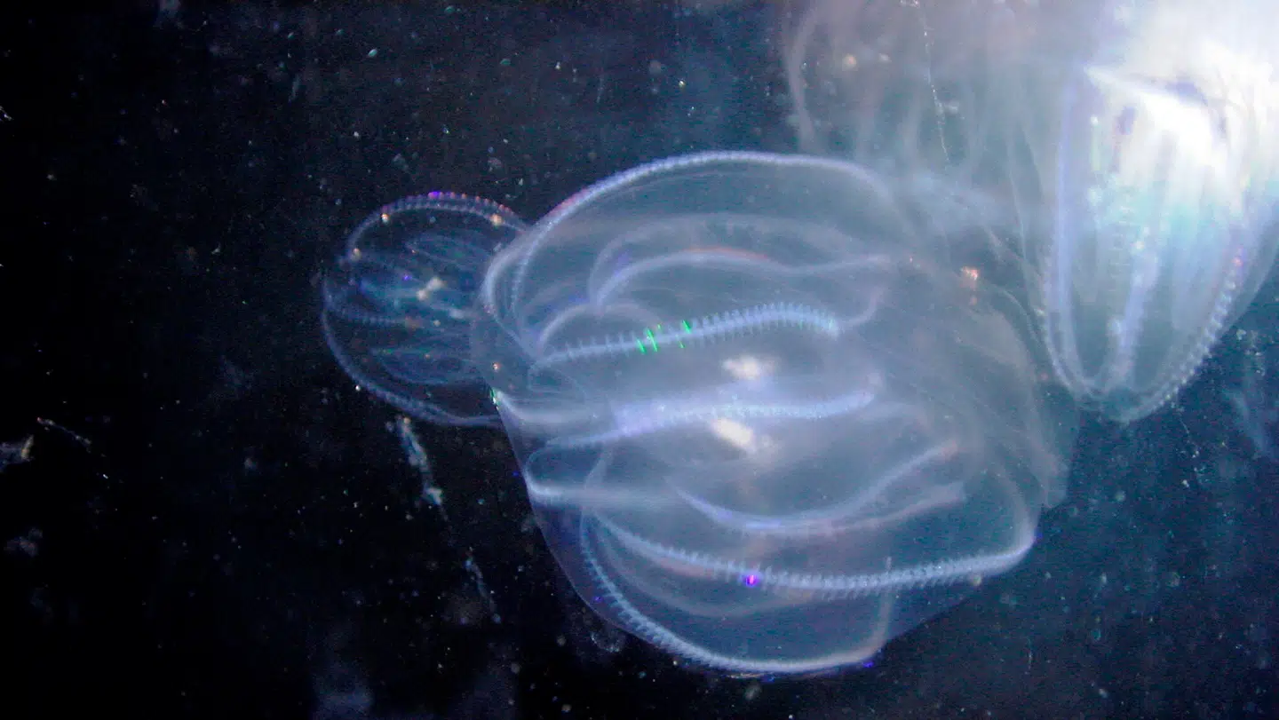 Dræbergoplen spreder sig hastigt i danske farvande.