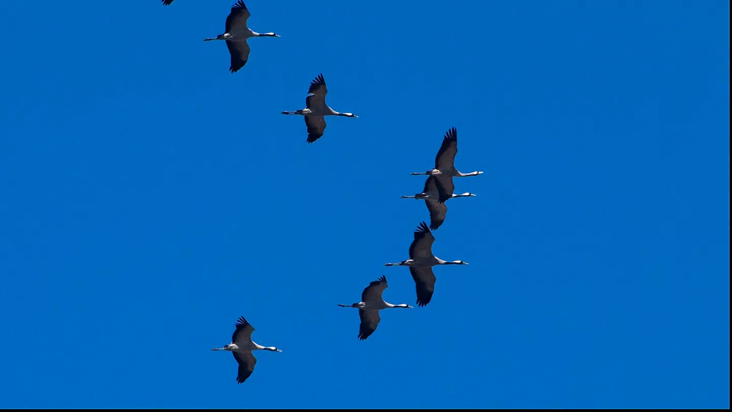 Traner og andre trækfugle vil sidst på ugen for alvor kunne mærke, at det ifølge DMI vil trække op til efterår.