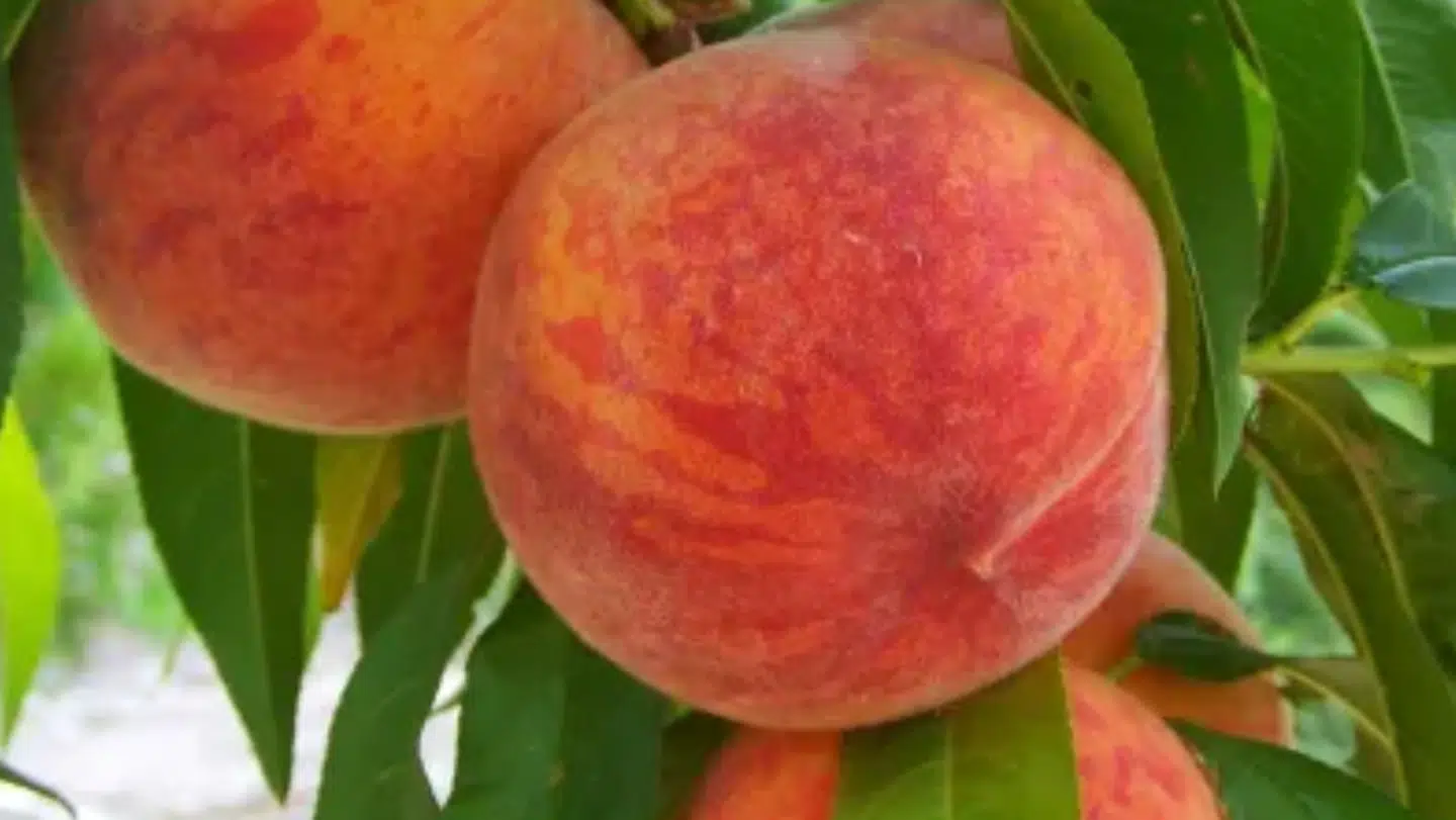 Sten i frugter som for eksempel ferskner indeholder giftstoffer.