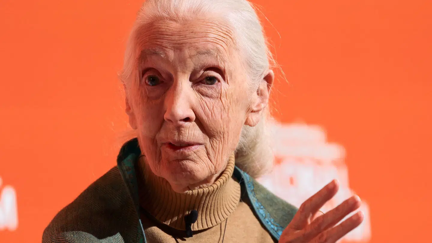 Den verdenskendte primatolog Jane Goodall er død i en alder af 91 år.
