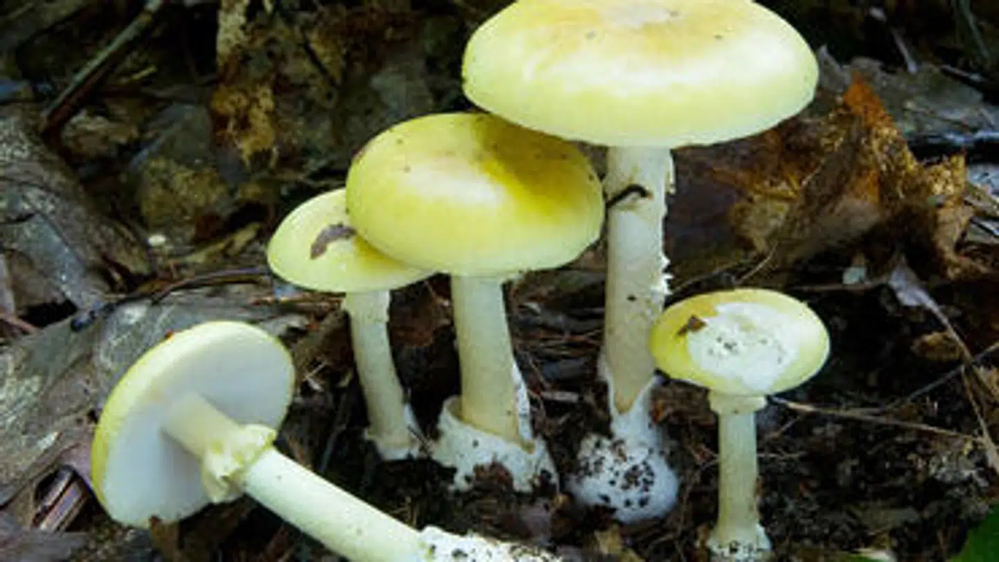 Myndighederne formoder, at det var en grøn fluesvamp, der i sidste måned kostede en svampesamler livet.