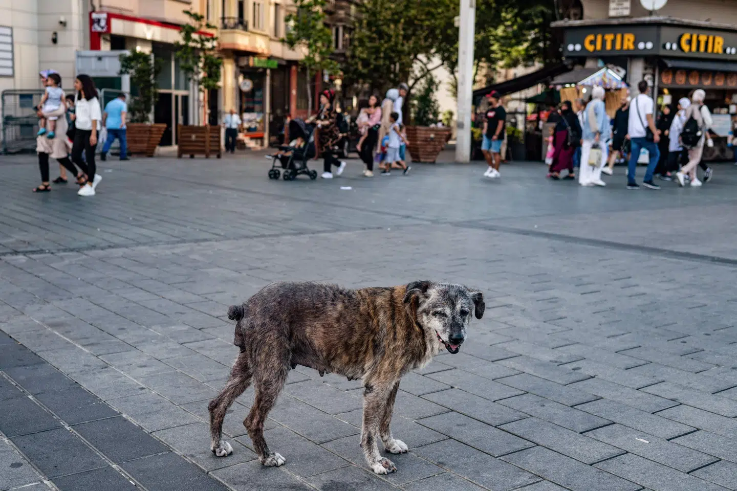 En omstrejfende hund på Taksim-pladsen i Tyrkiets største by, Istanbul. Rabies smitter typisk via bid fra hunde. Flere danskere blev sidste år behandlet mod mulig smitte efter ferier i Tyrkiet og Thailand. (Arkivfoto).