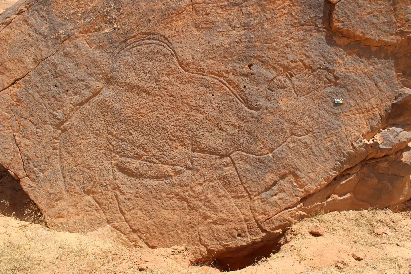 En naturtro kamel i naturlig størrelse indgraveret i sandsten for omkring 12.000 år siden på et sted kaldet Jebel Misma, syd for Nefud-ørkenen i det nordlige Saudi-Arabien.