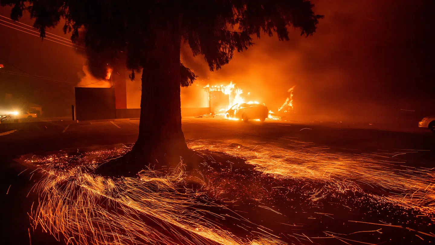Skovbrande sker hyppigere og er mere ødelæggende end nogensinde før. (Foto: Noah Berger/Ritzau Scanpix)