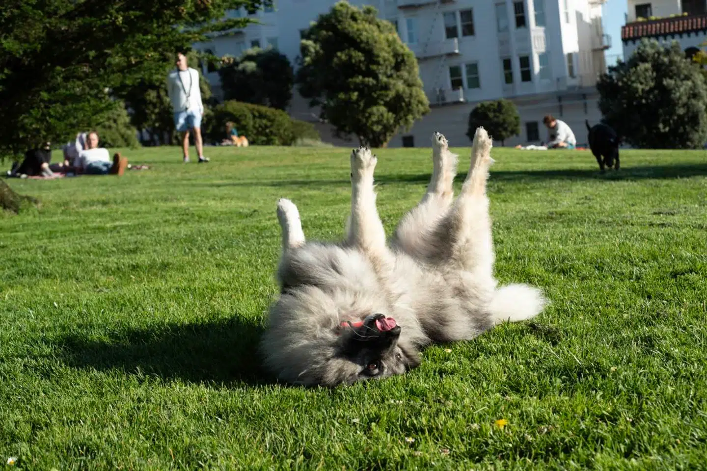 San Francisco er et paradis for hunde med sine grønne områder, strande og hyggelige butikker og restauranter.