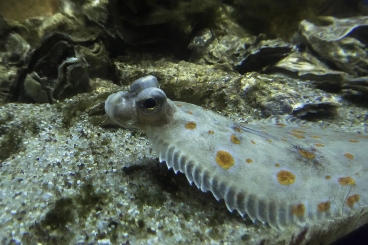 Over 17.000 stemte på rødspætten, der nu er kåret som Danmarks nationalfisk. (Arkivfoto).