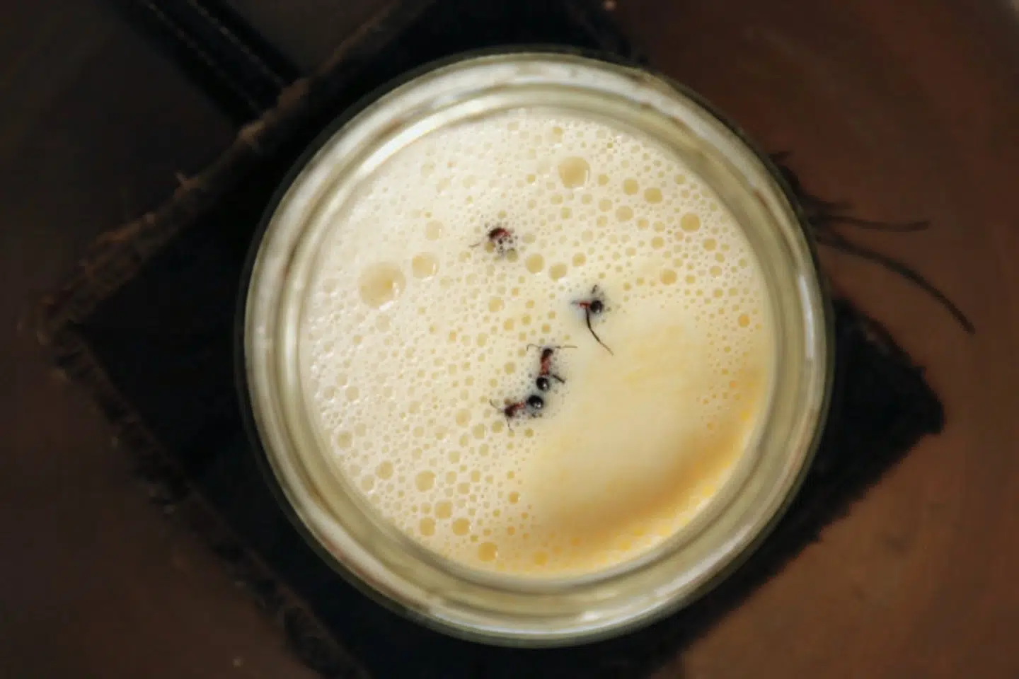 Forskere fra blandt andet Københavns Universitet og Danmarks Tekniske Universitet har genoplivet en gammel opskrift, hvor man laver mælk til yoghurt ved at tilsætte myrer.