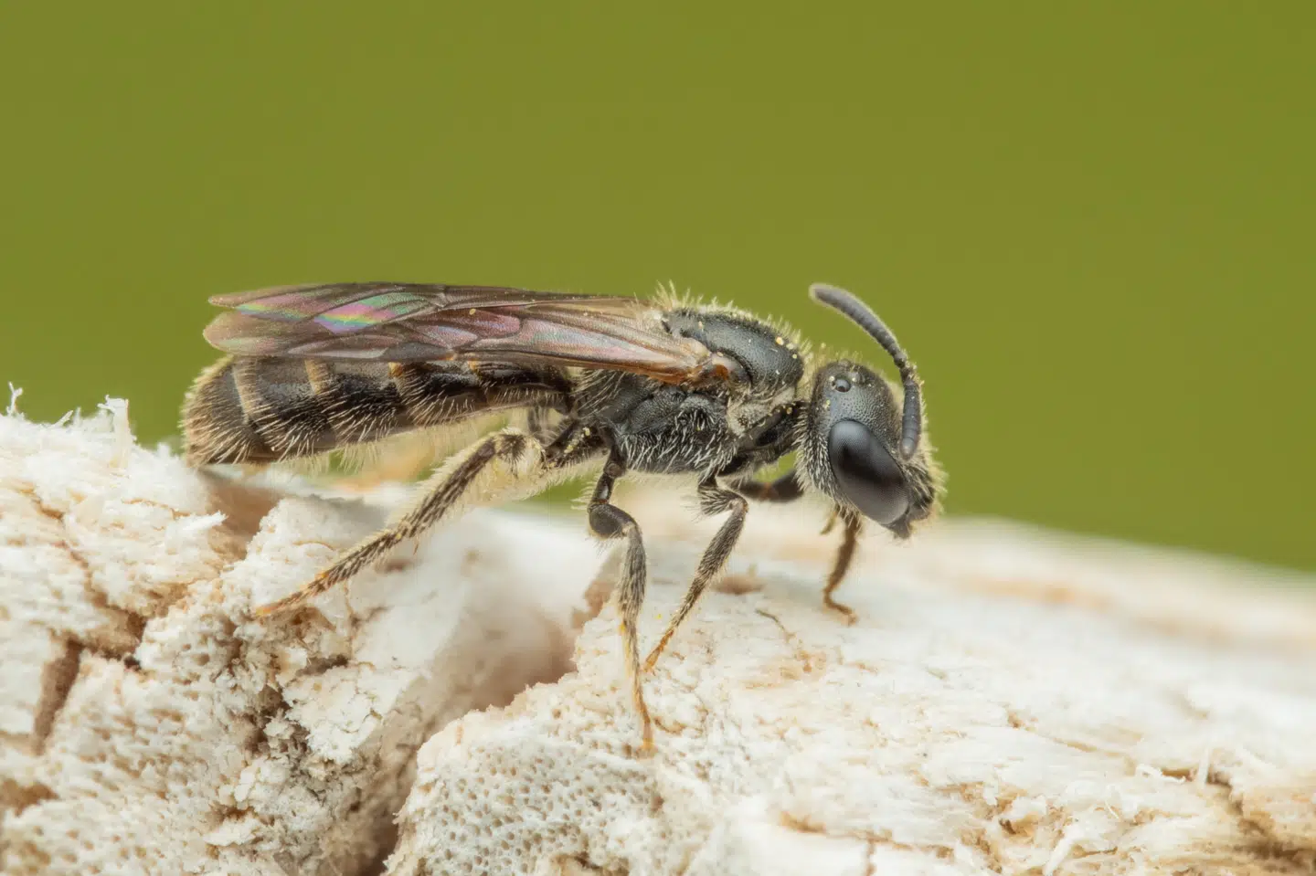 Lasioglossum intermedium - på dansk mellem smalbi - er for første gang registreret herhjemme, skriver Miljøstyrelsen i en pressemeddelelse.