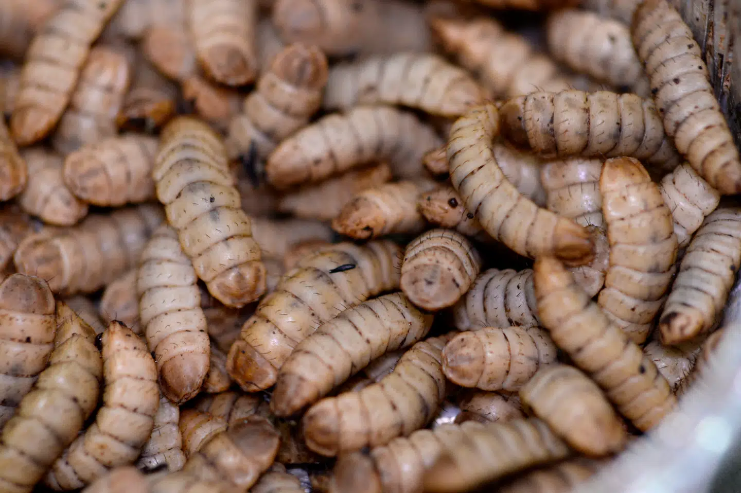 Endnu en kødædende parasit er fundet. (Arkivfoto)