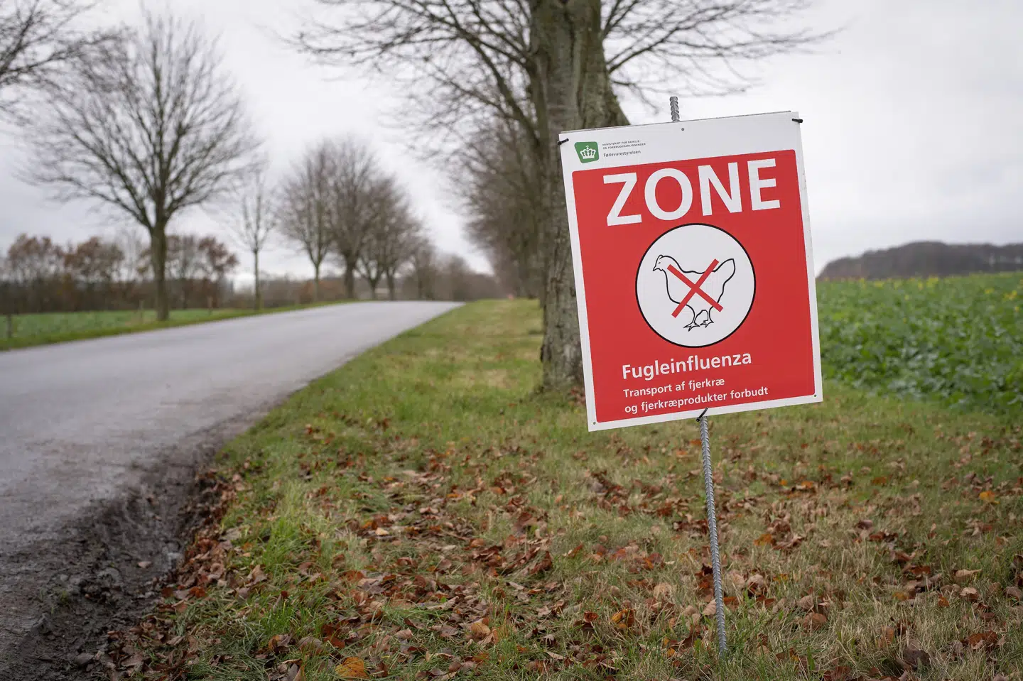Der er konstateret udbrud af fugleinfluenza i Fredericia. Der laves derfor en zone, hvor det ikke er tilladt at transportere fugle og fjerkræ. Det gjorde man ligeledes i Randers i 2020. (Arkivfoto).