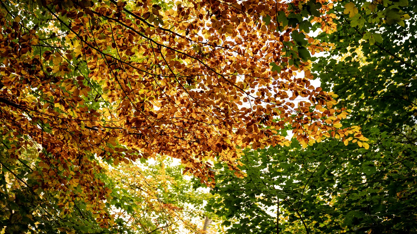 Efterårsferien i uge 42 er den perfekte tid til at lade op, og få sovet ud.