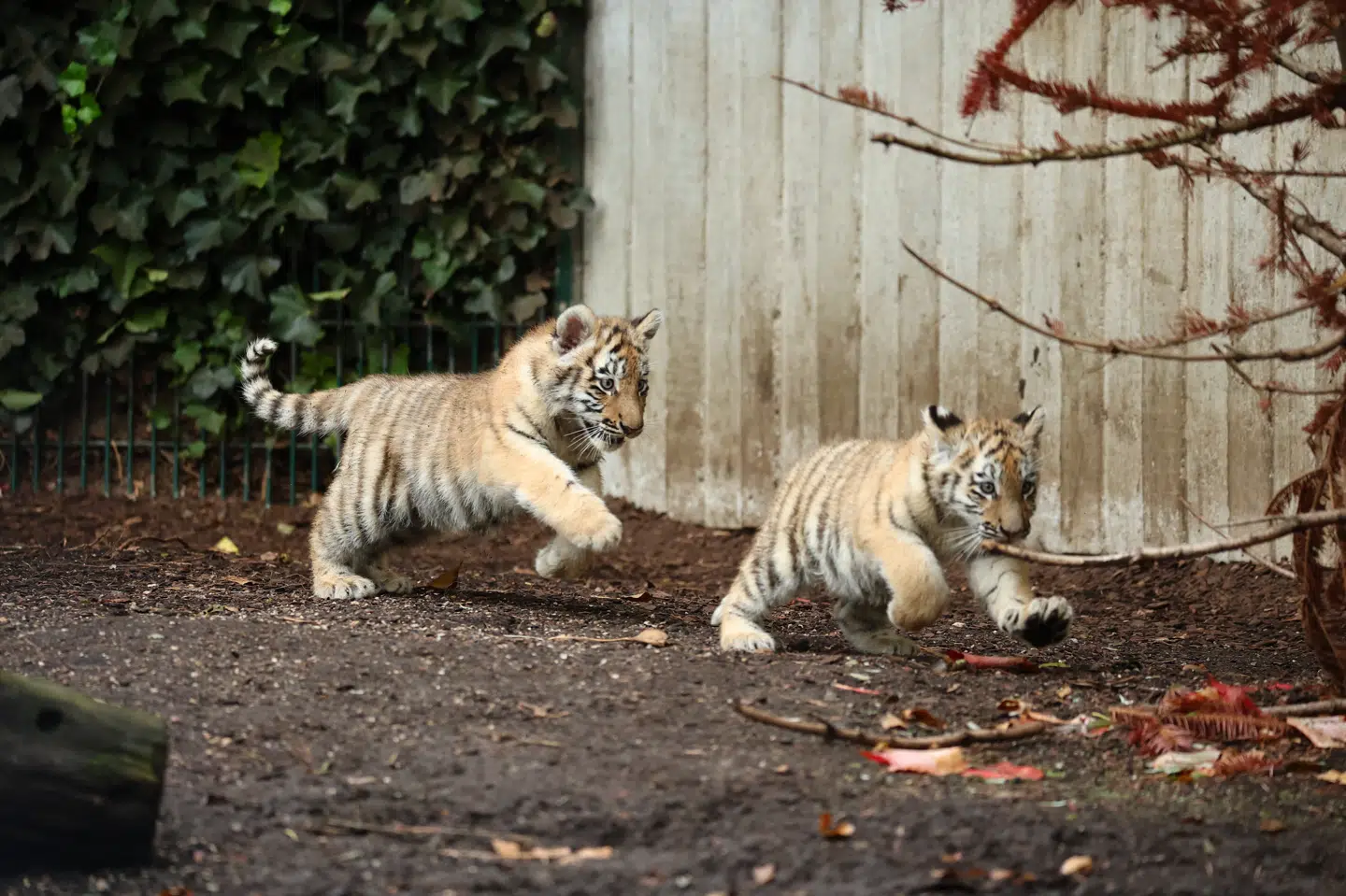 De to tigerunger bliver for første gang sluppet løs i det udendørs anlæg i Zoologisk Have i København. Ifølge dyrepasseren er de vokset nysgerrige og legesyge.