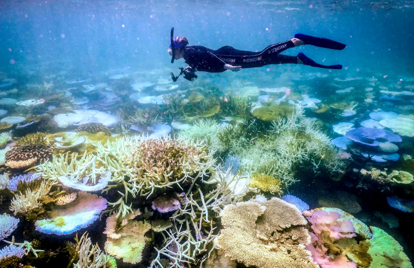 Great Barrier Reef er verdens mest omfattende system af koralrev- og øer. I 1981 blev revene optaget på UNESCOs Verdensarvsliste. Arkivfoto: David Gray/AFP/Ritzau Scanpix