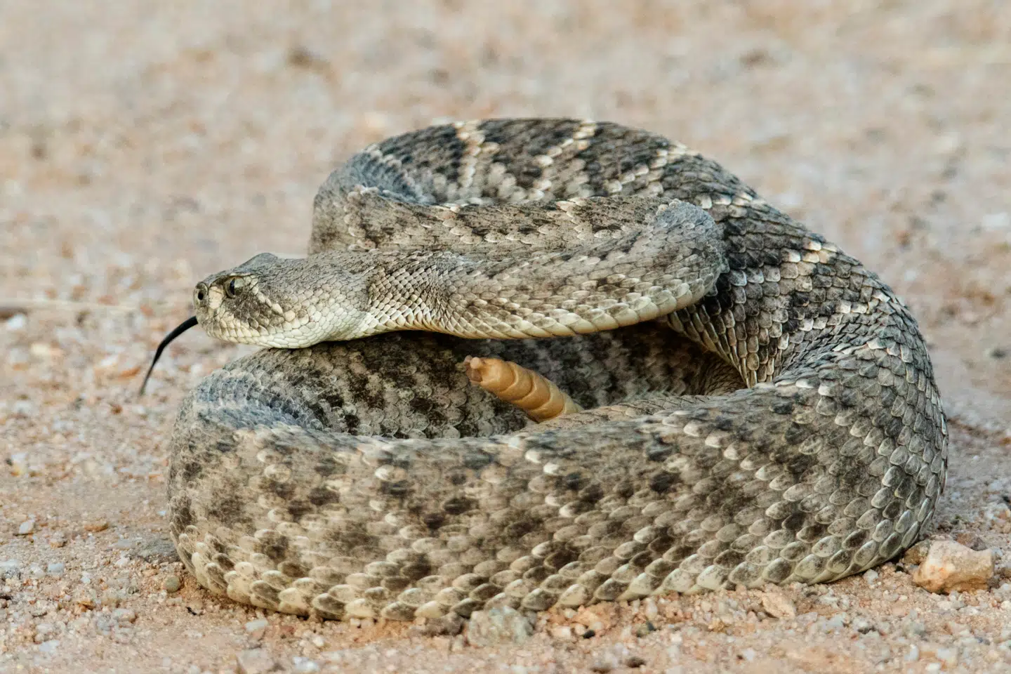 ARKIVFOTO af en vestlig diamantklapperslange. Denne er fra Arizona i USA.