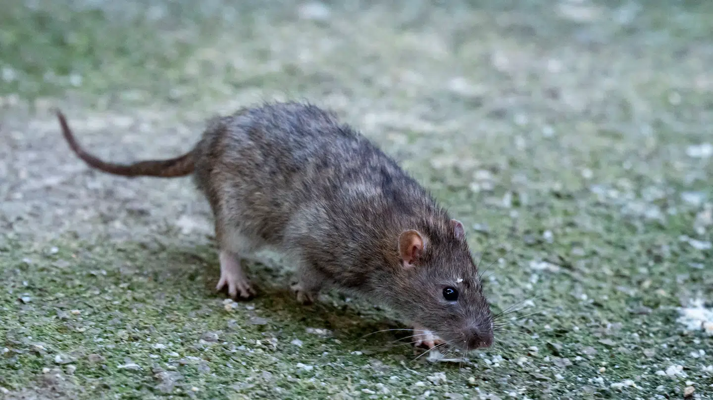 Antallet af rotteskader er steget med 25 procent det seneste år.