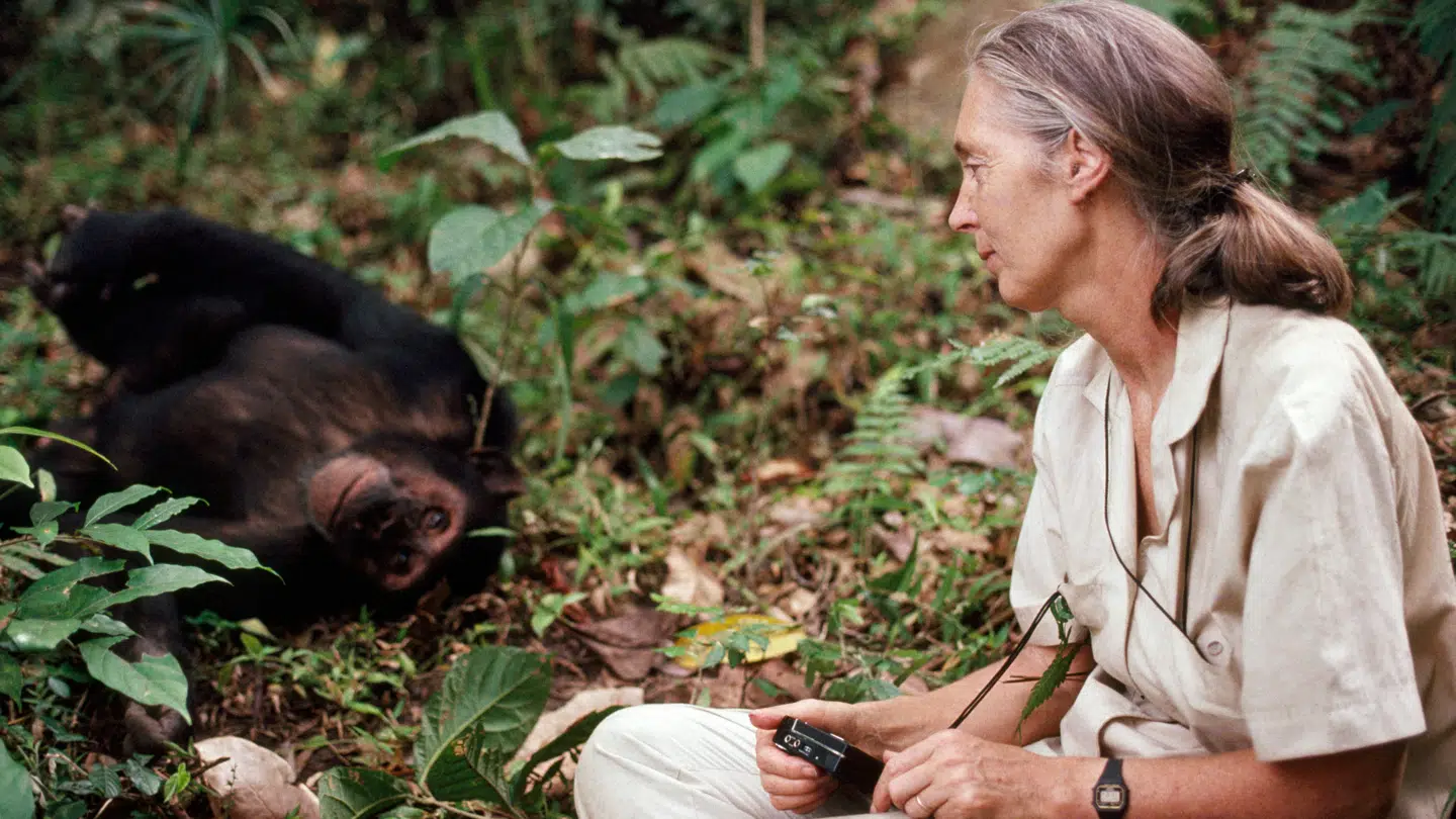 Jane Goodall
