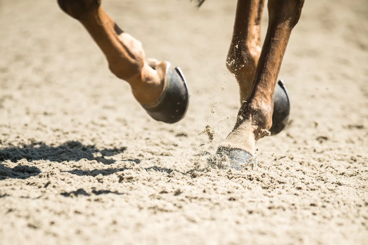 En prominent herre i ridesporten er anklaget for grooming og blufærdighedskrænkelser af unge ryttere. Manden nægter sig skyldig. (Arkivfoto).