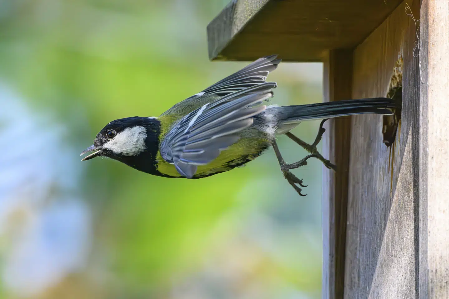 Flere arter af mejser, der yngler i Danmark, har de seneste årtier været i tilbagegang. Det viser fugletællinger fra DOF Birdlife. (Arkivfoto).