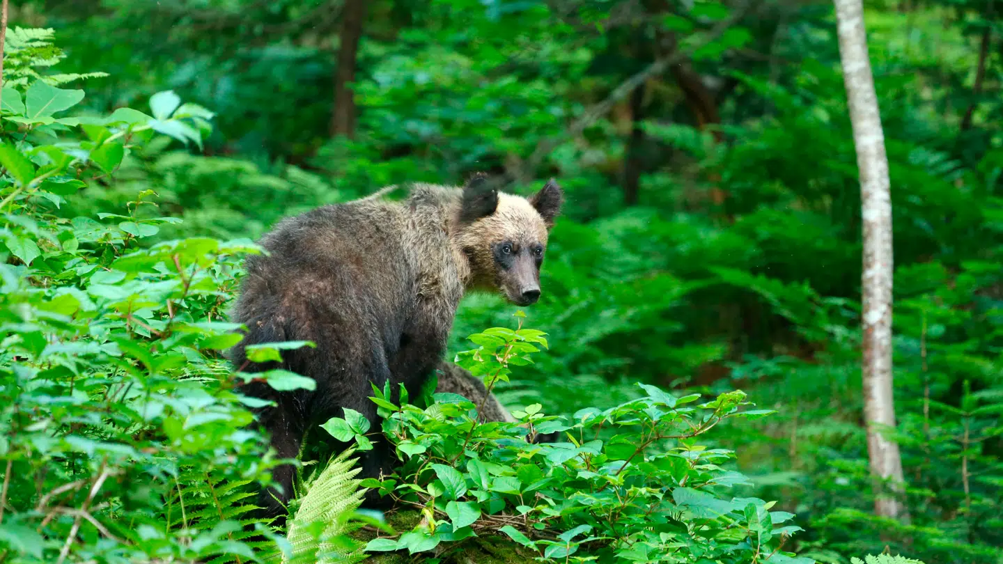 Flere og flere render ind i bjørne i Japan. For nogle ender det fatalt. Her ses en ussuri-brunbjørn i Hokkaido, Japan.