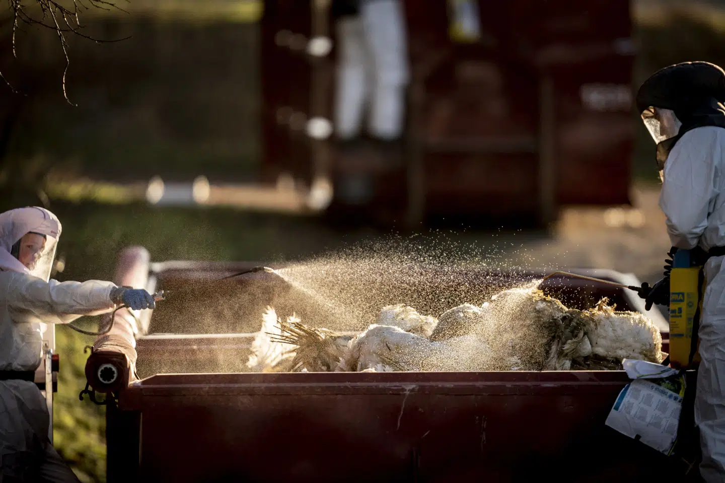 Fødevarestyrelsen har i samarbejde med Beredskabsstyrelsen aflivet mere end 200.000 høns og kalkuner i begyndelsen af efteråret. Her ses de to styrelser i aktion på en kalkunfarm i 2022. (Arkivfoto).