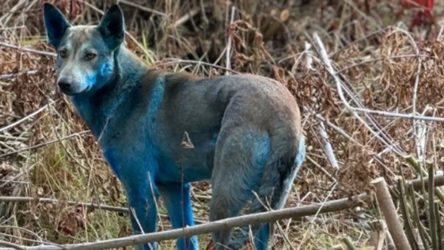 Flere blå hunde er blevet set i Tjernobyl i Ukraine.