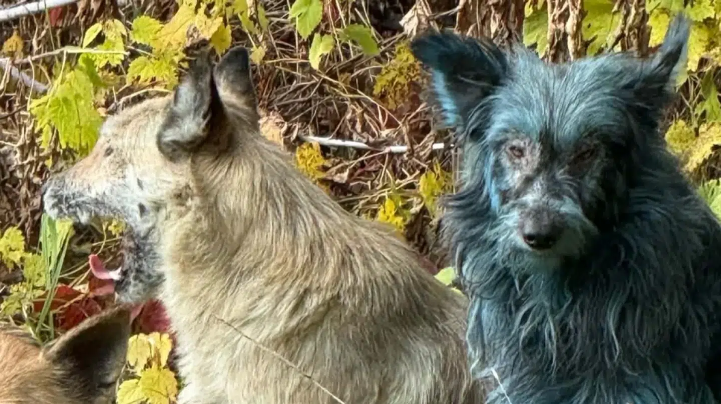 En organisation, som har tilset hundene, vurderer ikke, at de er i fare.