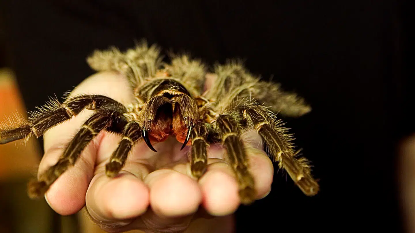 Fugleedderkop, Kåre Welinder holder en ham fra en edderkop.