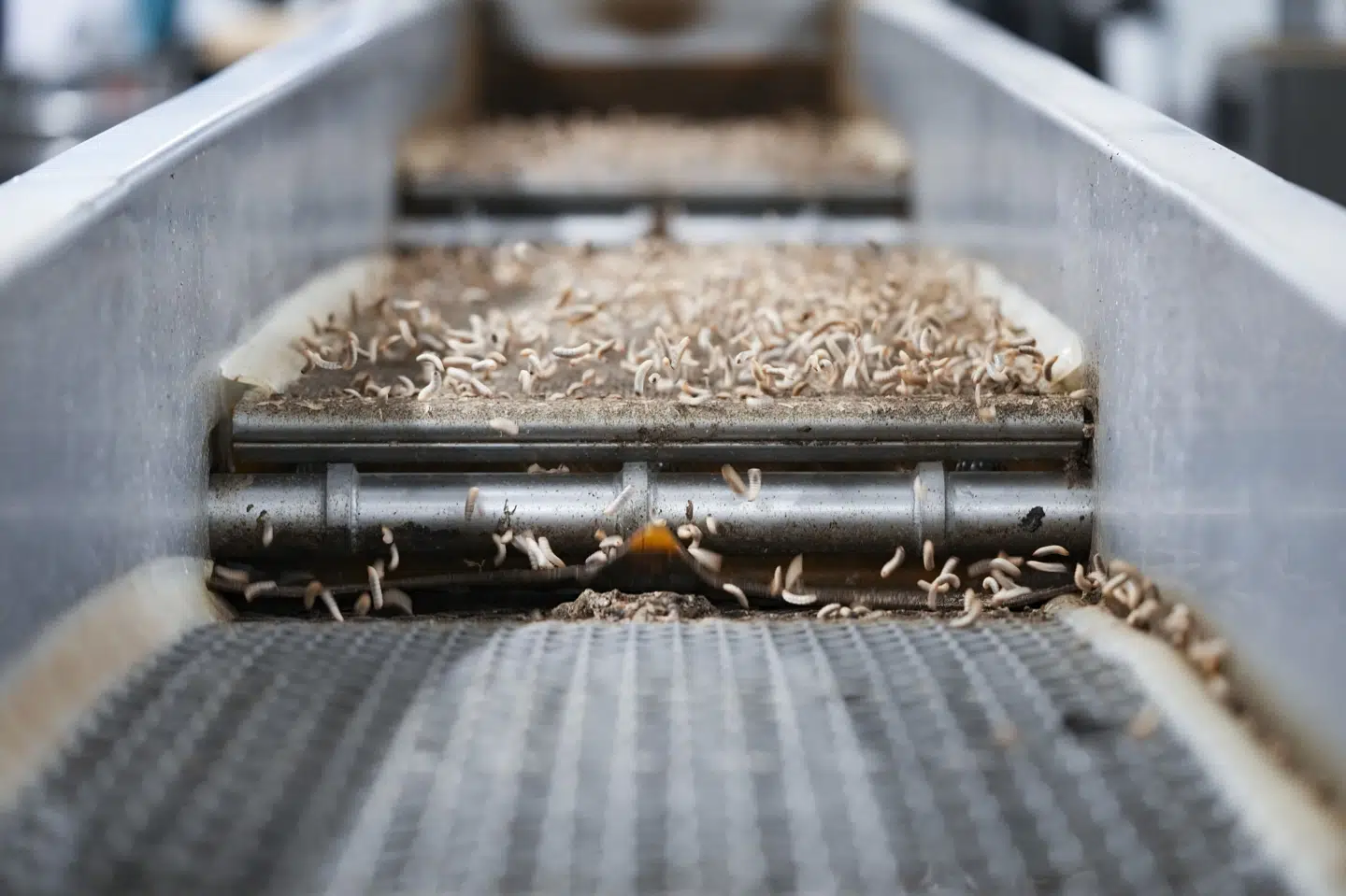 Da Enorm Biofactory åbnede, var målet, at fabrikken skulle producere 100 ton larver om dagen. Fabrikken har dog været ramt af forsinkelser. (Arkivfoto).