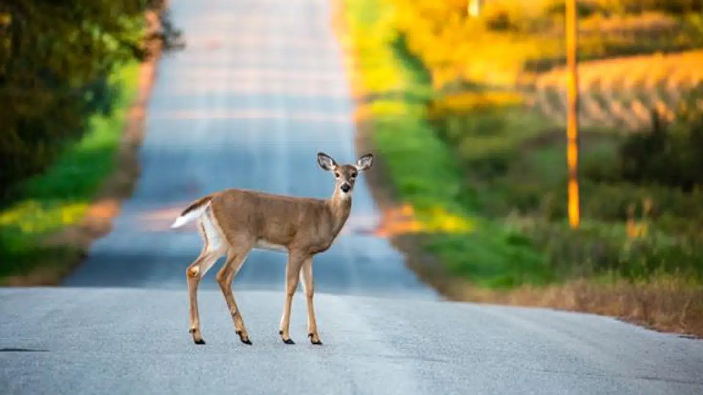 Man skal være ekstra opmærksom, hvis man skal ud og køre bil i øjeblikket.