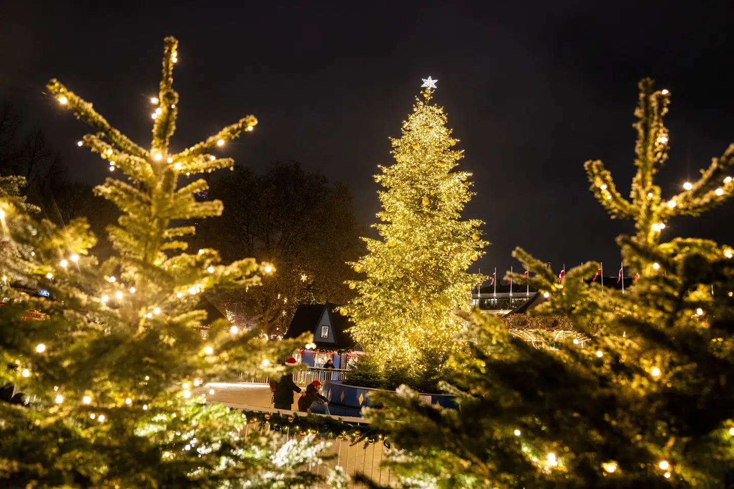Der er placeret i alt 1007 juletræer i forlystelseshaven. Lyset på Tivolis største juletræ tændes klokken 16.30 den 14. november. (Arkivfoto).