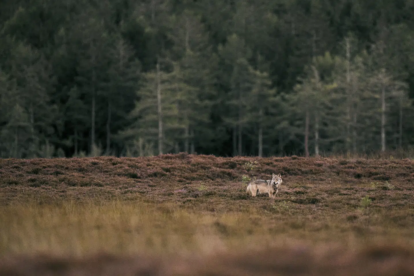 Landets første ulveværnsgruppe skal sørge for at skræmme vilde ulve som den på billedet væk fra bymæssig bebyggelse i Oksbøl. (Arkivfoto).
