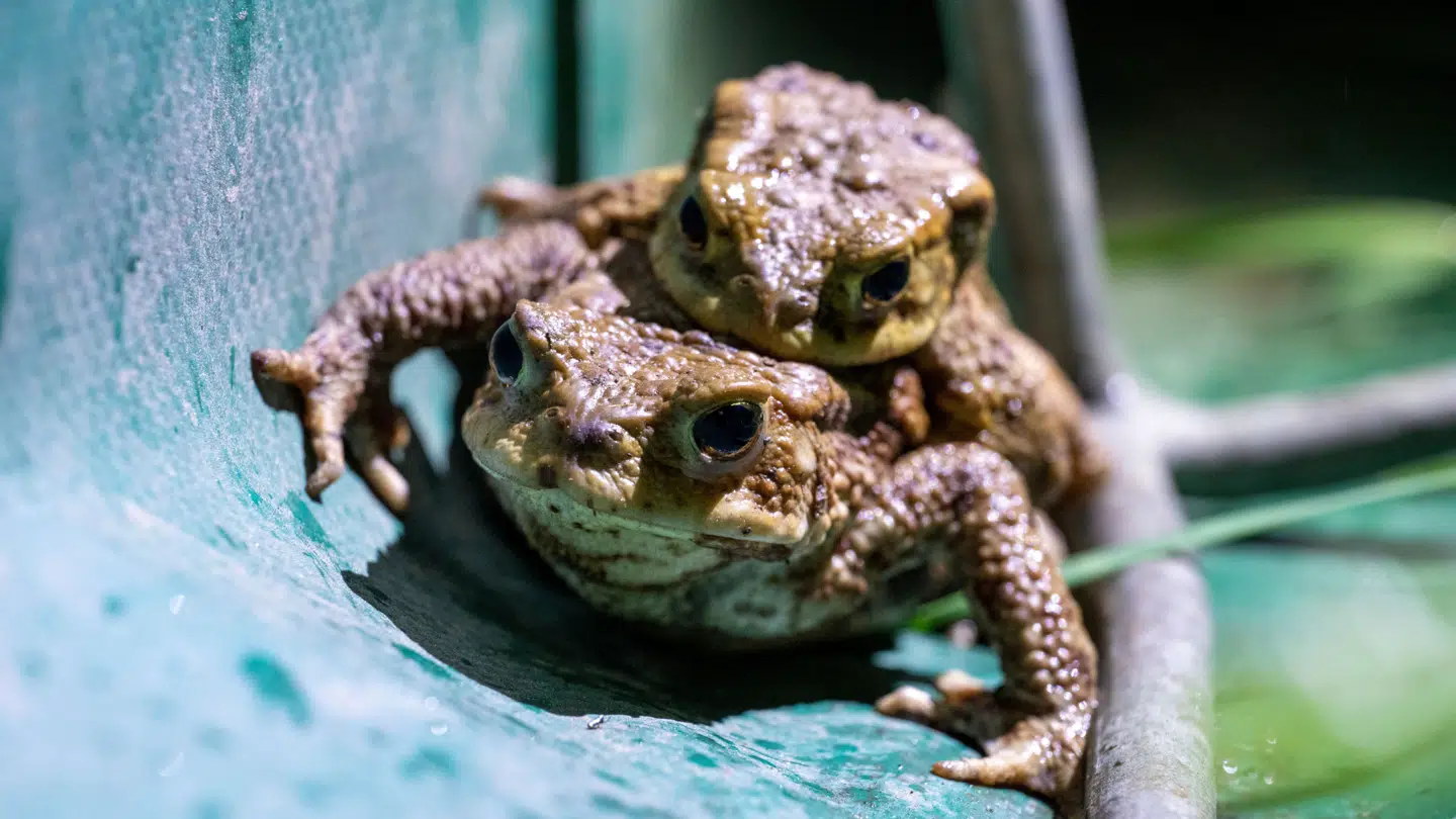 (Arkivfoto). Det er ikke den art af tudse på billedet, som der slikkes på.