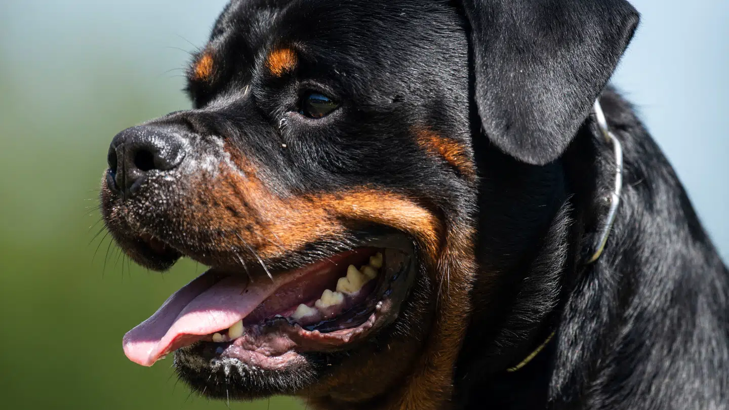 To strejfende hunde, en rottweiler og en granddanois, angreb i weekenden to alpakaer i en naturbørnehave. Arkivfoto