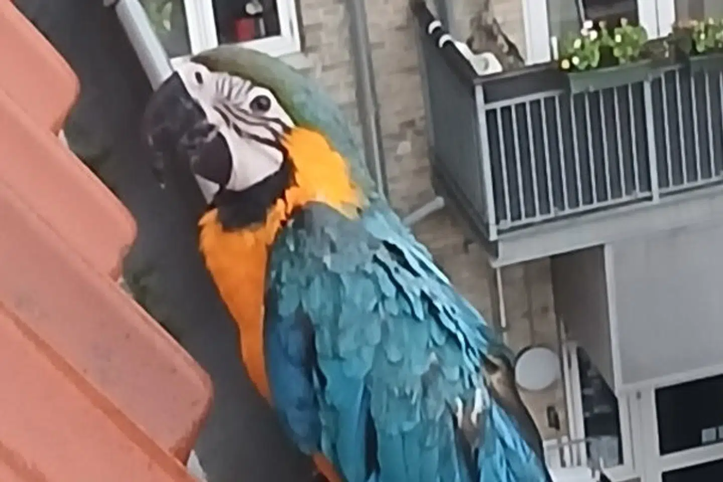 Nordjyllands Politi udsendte søndag formiddag en efterlysning af ejeren til en ara papegøje, som tog plads på en tagrende på fjerde sal.