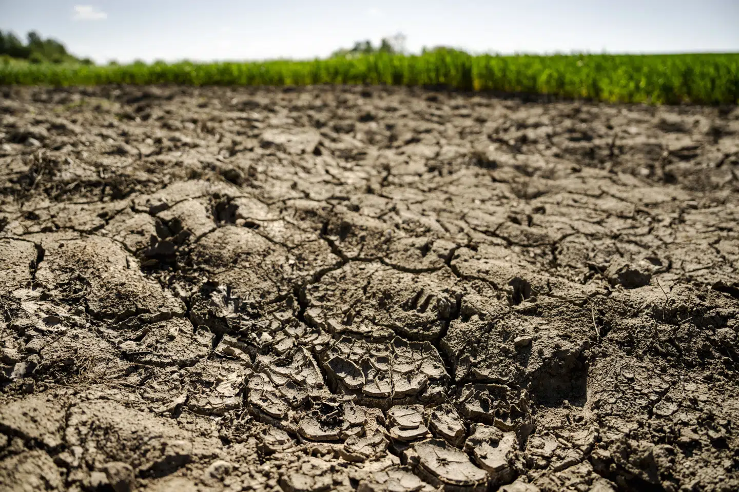I 2018 blev Danmark ramt af den hidtil værste tørke i nyere tid. Det kostede landbruget og følgeerhverv op mod otte milliarder kroner. (Arkivfoto).