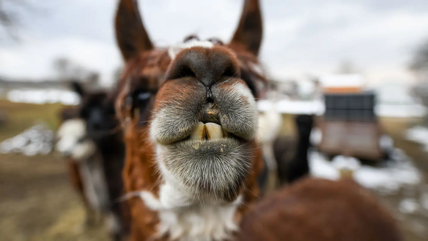 (ARKIVFOTO) Alpakaerne blev angrebet ved en naturbørnehave i Ikast.