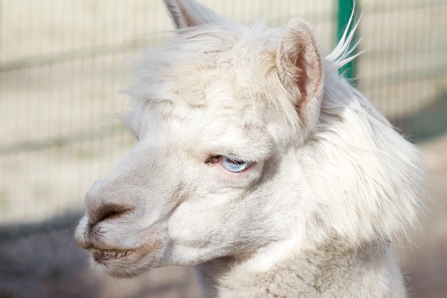 To alpakaer i Ikast blev i weekenden bidt af to hunde. Alpakaen på billedet er fra en tysk dyrepark og har ikke noget med sagen at gøre. (Arkivfoto).