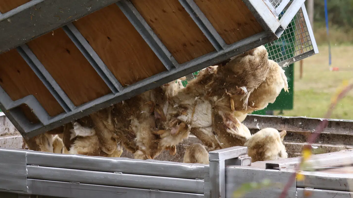 H5N1 har slået ned mange steder i Europa, her på en andefarm i Tyskland.