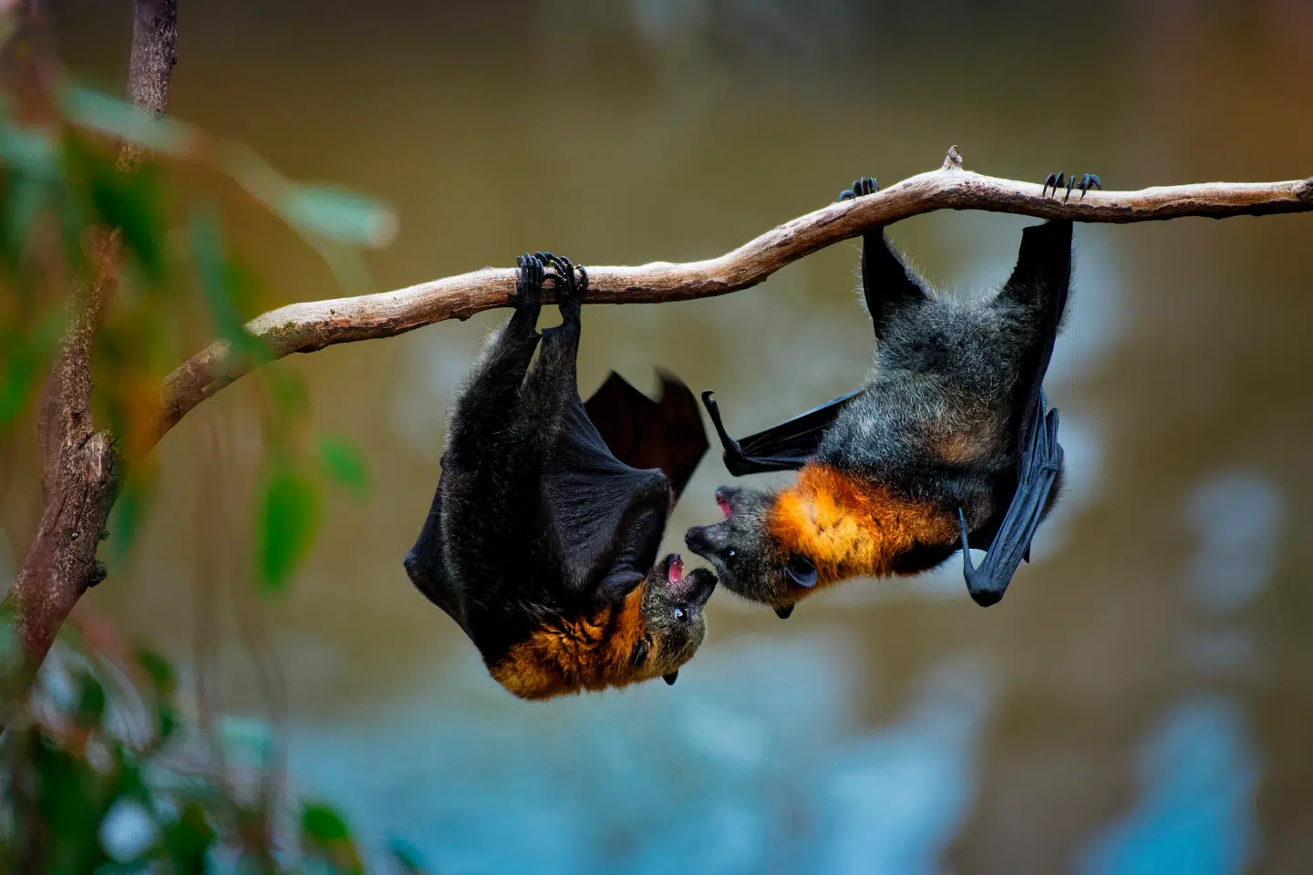 Risikoen for at sprede samfundstruende virusser er ikke jævnt fordelt blandt flagermus, men koncentreret blandt specifikke arter. Det vurderer et forskerhold. Foto: Martin Pelanek, Scanpix